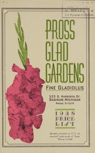 Fine gladiolus