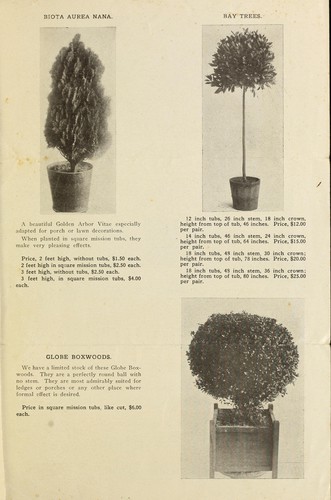 Kentia belmoreana