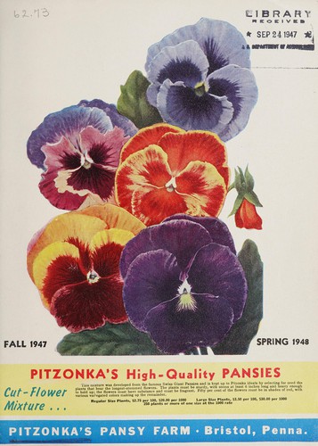 Pitzonka's high quality pansies, cut flower mixture