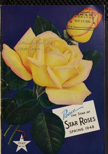 Peace the star of star roses