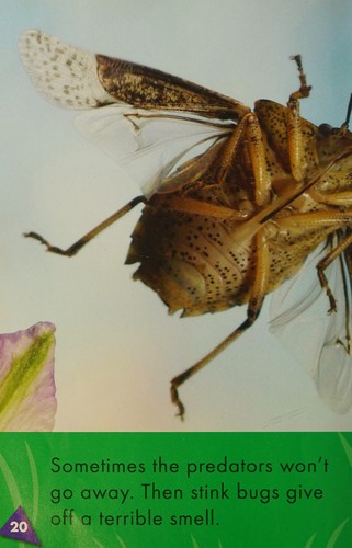 Stink bugs