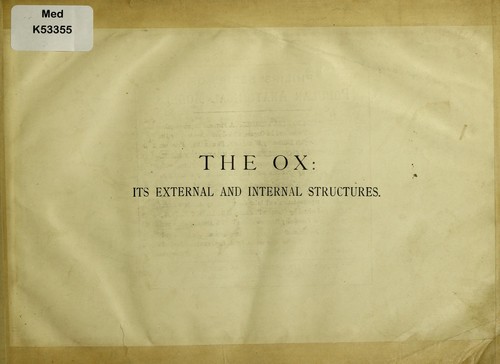 The ox