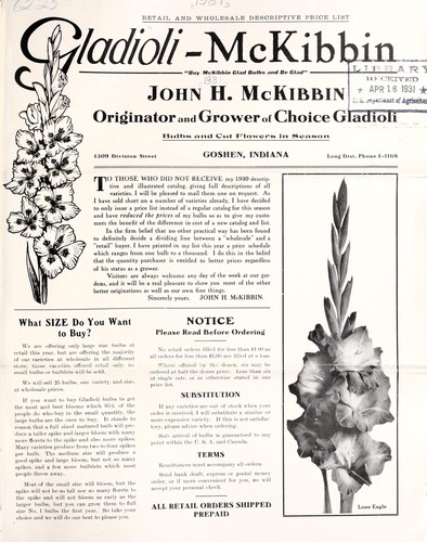 Gladioli--McKibbin